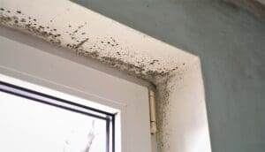 mold around the window due to high humidity in house
