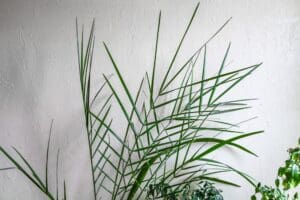 Reed Palm (Chamaedorea seifrizii)